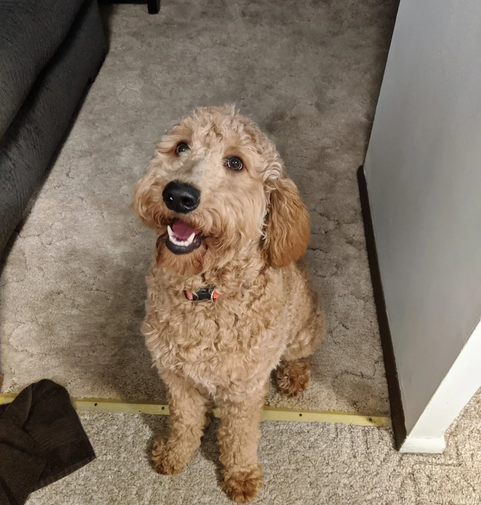 Out of This World Dog Training